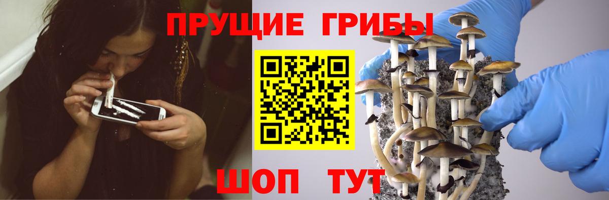 Артём  Галлюциногенные грибы MAGIC MUSHROOMS  Вход с VPN  Псилоцибиновые грибы прущие грибы 
